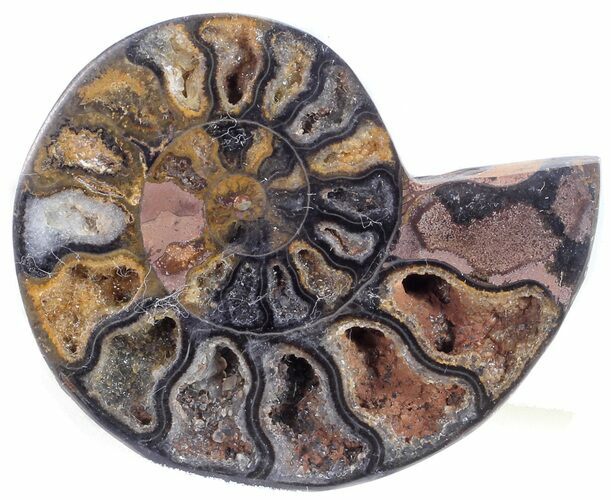 Split Black/Orange Ammonite (Half) - Unusual Coloration #55621